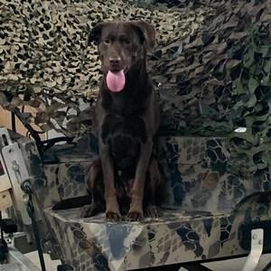 Meet your Posher, Todd